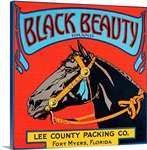 Black Beauty