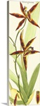 Brilliant Orchids I