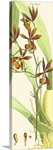 Brilliant Orchids II