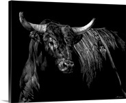 Brindle Rodeo Bull