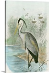 Common Heron