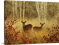 Foggy Deer