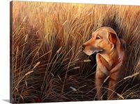 Golden Grass