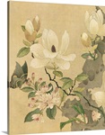 Magnolia