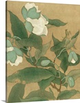 Magnolia