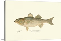 Striped Bass