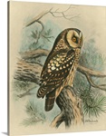 Tengmalm's Owl