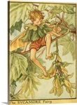 The Sycamore Fairy
