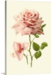 Victorian Rose I