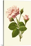 Victorian Rose II