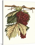 Vintner's Varieties II