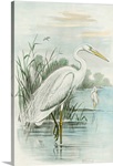 White Heron