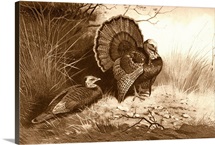 Wild Turkey