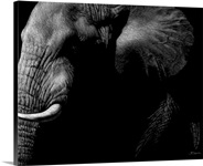 Wildlife Scratchboards III