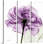 Purple Rose X-Ray Photograph