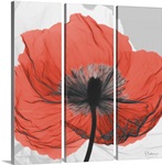 Red Poppy X-Ray Photograph