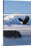 Bald Eagle in flight over the Inside Passage near Tongass National Forest