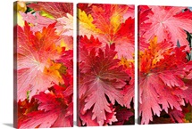Closeup detail of autumn foliage Kodiak Island Southwest Alaska