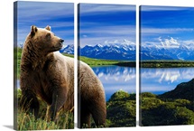 Grizzly stands in front of lake with Mt. Mckinley in the background, Alaska