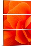 Macro view of an orange begonia flower during Summer