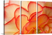 Macro view of Begonia Petals Girdwood Southcentral Alaska Summer