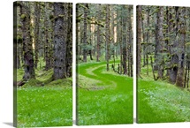 Overgrown old road through spruce forest covered in moss Kodiak Island Southwest Alaska