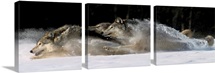 Pack of Grey Wolves Running Through Deep Snow