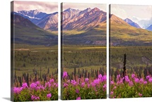 View of the Chugach Mountains with fireweed in the foreground along the Glenn Highway