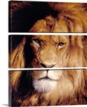 Botswana King