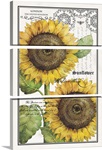 Botanical Sunflower