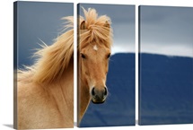 An icelandic Horse waiting for the rain to come watching the dark skies.