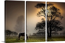 Grazing horse in partially wooded field.