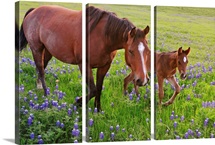Horse on bluebonnet trail near Ennis, TX.