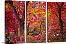 Japanese maple trees.