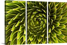 The rosette of a Lobelia deckenii found on Mount Kilimanjaro