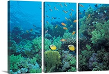 Tropical fish swimming over reef