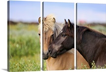 Two horses nuzzling