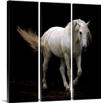White Lusitano horse walking, swishing his tail.