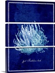Marine Collection III - Coral