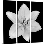 Asiatic Lily