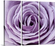 Lavender Rose