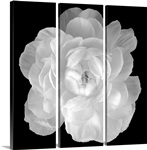 Ranunculus