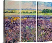 Provence Lavender