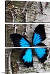 Blue Butterfly on Birch