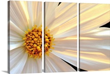 Daisy Detail in Sunlight