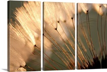 Dandelion Seed Puffs at Sunset