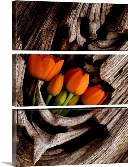 Orange Tulips Displayed in Tree Trunk