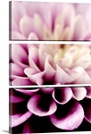 Purple Dahlia Detail