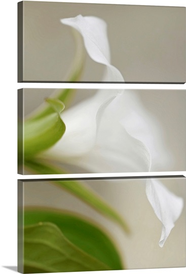 Soft Focus White Lily