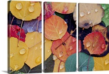 Varitable Bounty of Fall Leaves After Rain